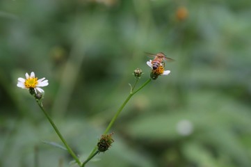 Bee hovering over an orange and white flower trying to get pollen with a nice green background