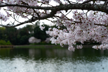 Fototapeta premium Cherry blossom in Nara, 2020.