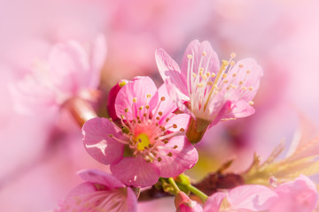 Obraz na płótnie Canvas Beautiful wild himalayan cherry flower ( Prunus cerasoides ) 