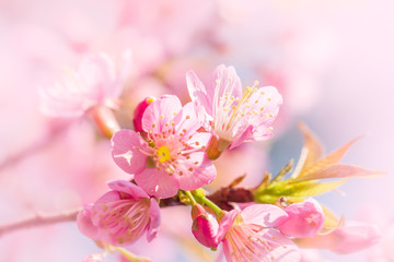 Naklejka na ściany i meble Beautiful wild himalayan cherry flower ( Prunus cerasoides ) 