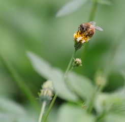 Bee hovering over an orange and white flower trying to get pollen with a nice green background