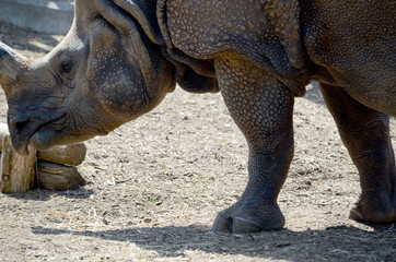 Obraz premium サイ