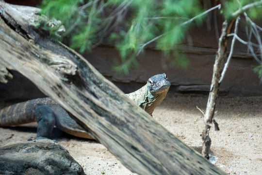 Waran z Komodo