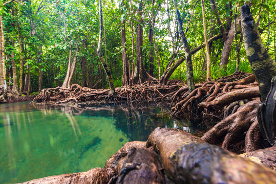 Ecosystem mangrove tropical forest
