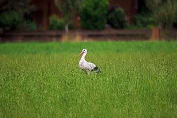 proud stork, Ciconiida, standing in a meadow