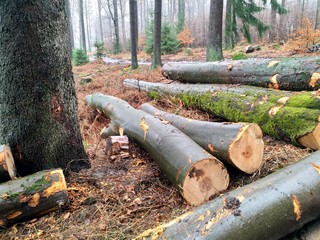 Spessart-Sturmsch&auml;den