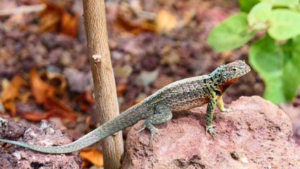 Lava Lizard, Santa Cruz, Galapagos