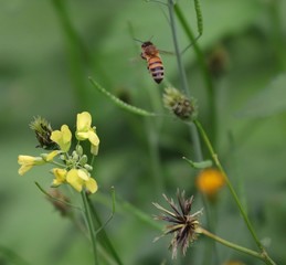 Bee hovering over an orange and white flower trying to get pollen with a nice green background