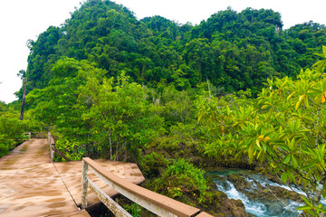 Wooden pathway in mangrove tree forest