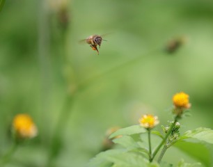Bee hovering over an orange and white flower trying to get pollen with a nice green background