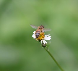 Bee hovering over an orange and white flower trying to get pollen with a nice green background