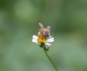 Bee hovering over an orange and white flower trying to get pollen with a nice green background