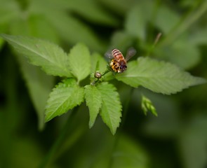 Fototapeta premium Bee hovering over an orange and white flower trying to get pollen with a nice green background