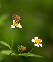 Bee hovering over an orange and white flower trying to get pollen with a nice green background