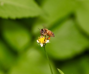 Bee hovering over an orange and white flower trying to get pollen with a nice green background