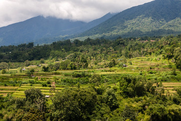 Fototapeta na wymiar Terraced agricultural field on Bali Island, Indonesia