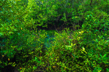 Ecosystem mangrove tropical forest