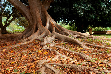 Stare ,olbrzymie drzewo  z korzeniami na Sycylii. © Iwona