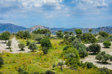 Cyprus landscape with olive grove in front and a background of mountains and blue cloudy sky. A lone bird in the sky