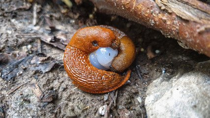 Closeup of European red slug pair during mating