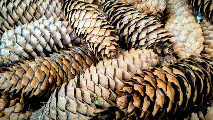 Close-up of bunch of fir cones, autumn colors