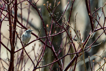 Golden-crowned Kinglet 0108