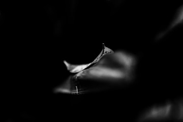 Lonely leaf