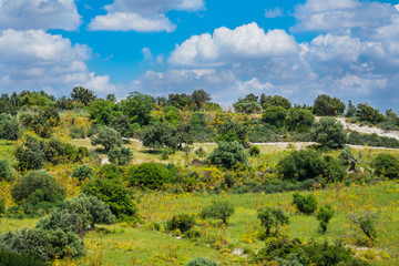 Fototapeta na wymiar Cyprus landscape with olive grove in front and a background of mountains and blue cloudy sky.