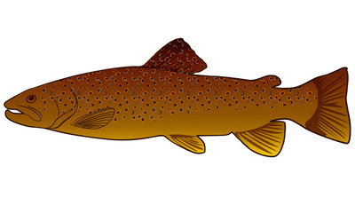 Brown Trout Fish Fly Fishing Vector Illustration