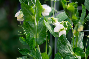 Flowering Pea Plant