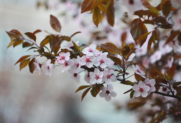 Branch of a blossoming cherry in the spring.