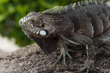 iguana on a rock