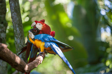 red and yellow macaw