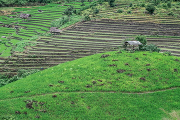 Fototapeta na wymiar Rice fields during the rainy season in northern Thailand