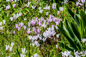 Many people call spring Cyprus a Paradise on earth. Flowers cover the mountain slopes, trees and...