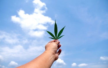 Marijuana leaves in hand and background the sky.