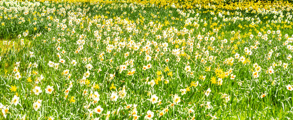 Frühlingswiese mit Narzissen und Osterglocken