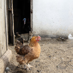 A village courtyard with a red chicken, a cat and a turkey head in the barn in the background. Pets