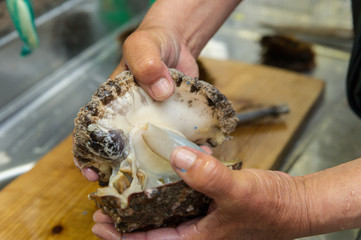 アワビ　海産物