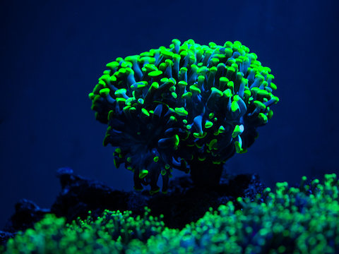 Euphyllia parancora (LPS coral) showing its green fluorescence color in a reef aquarium