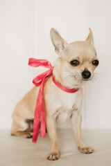 Closeup portrait of small funny beige mini chihuahua dog, puppy girl with pink ribbon, white background