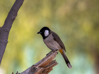 White-eared Bulbul, Pycnonotus leucotis, sitting on a branch. Oman
