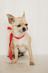 Closeup portrait of small funny beige mini chihuahua dog, puppy girl with pink ribbon, white background
