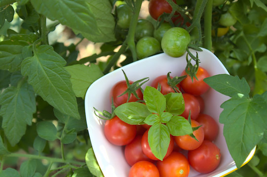Tomatenernte	