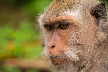 close-up of an old monkey