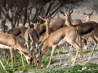 In Al Saleel National Park, there is a large herd, Arabian gazelle, Gazella arabica. Oman