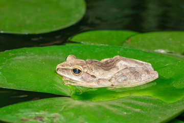 Image of Common tree frog, four-lined tree frog, golden tree frog, (Polypedates leucomystax) on the lotus leaf. Animal. Amphibians.