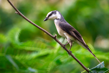 Image of Ashy Minivet Bird (Pericrocotus divaricatus) on a tree branch on nature background. Birds. Animal.