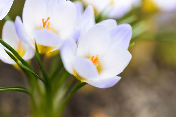 Fototapeta na wymiar Crocus chrysanthus ‘Blue Pearl’ flowers in early spring