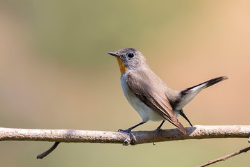 Obraz premium Image of Taiga Flycatcher or Red-throated Flycatcher Bird (Ficedula albicilla) on a tree branch on nature background. Birds. Animal.